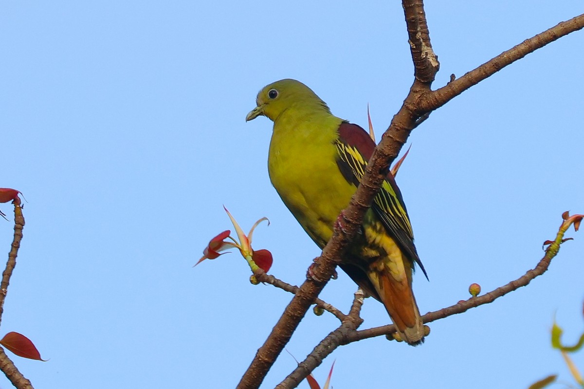 Gray-fronted Green-Pigeon - ML620023853