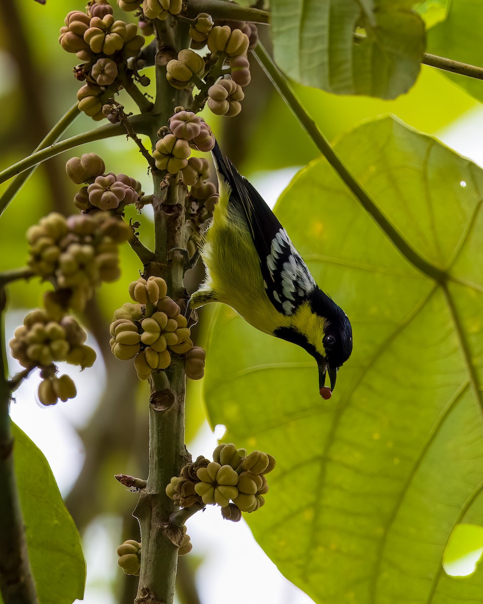 Elegant Tit - ML620023865