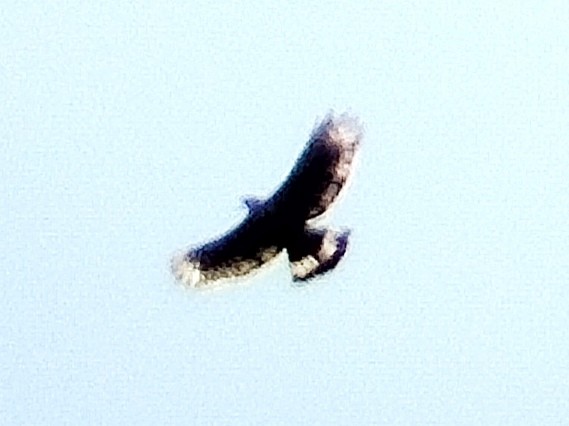 Águila de Indonesia - ML620023873