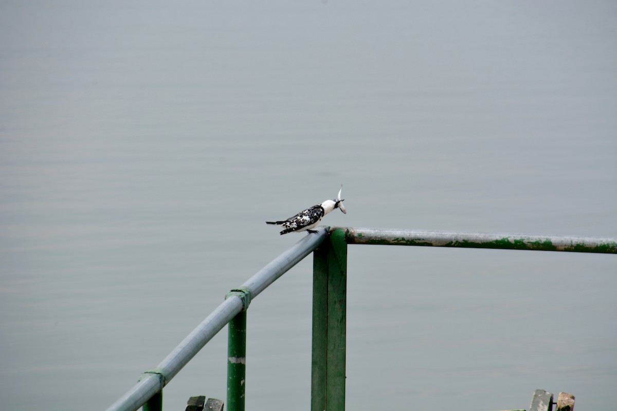 Pied Kingfisher - ML620023875