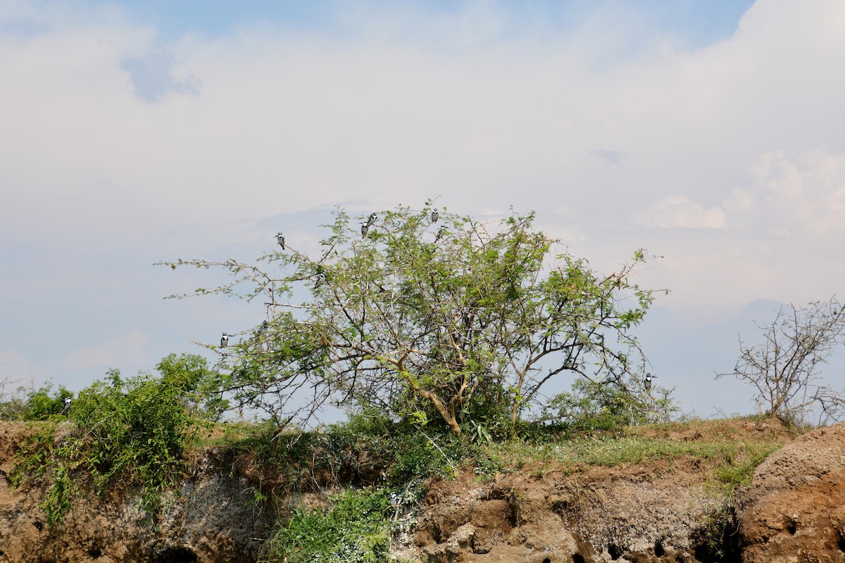 Pied Kingfisher - ML620023878