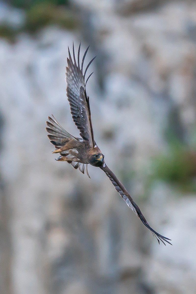 Booted Eagle - ML620023879