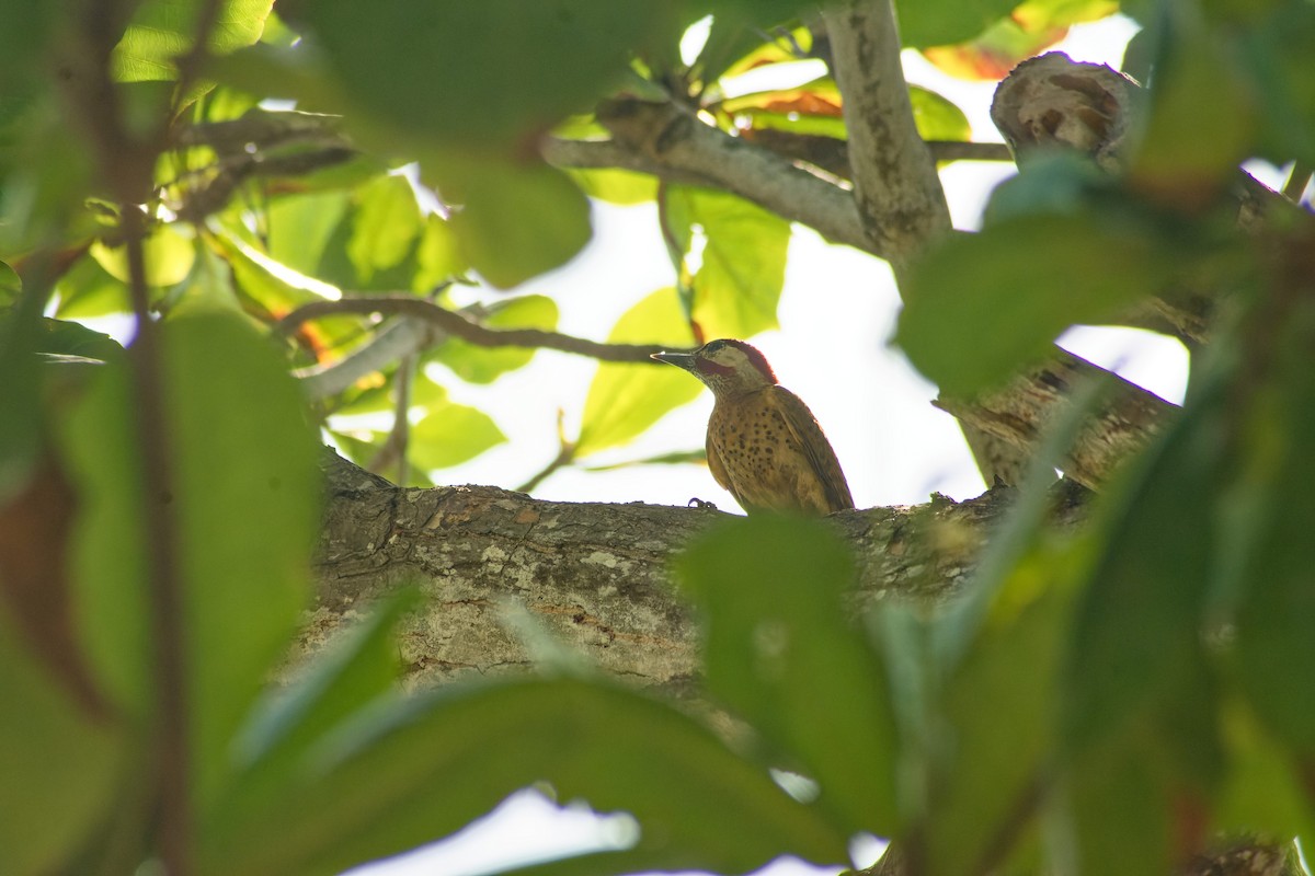 Spot-breasted Woodpecker - ML620023880