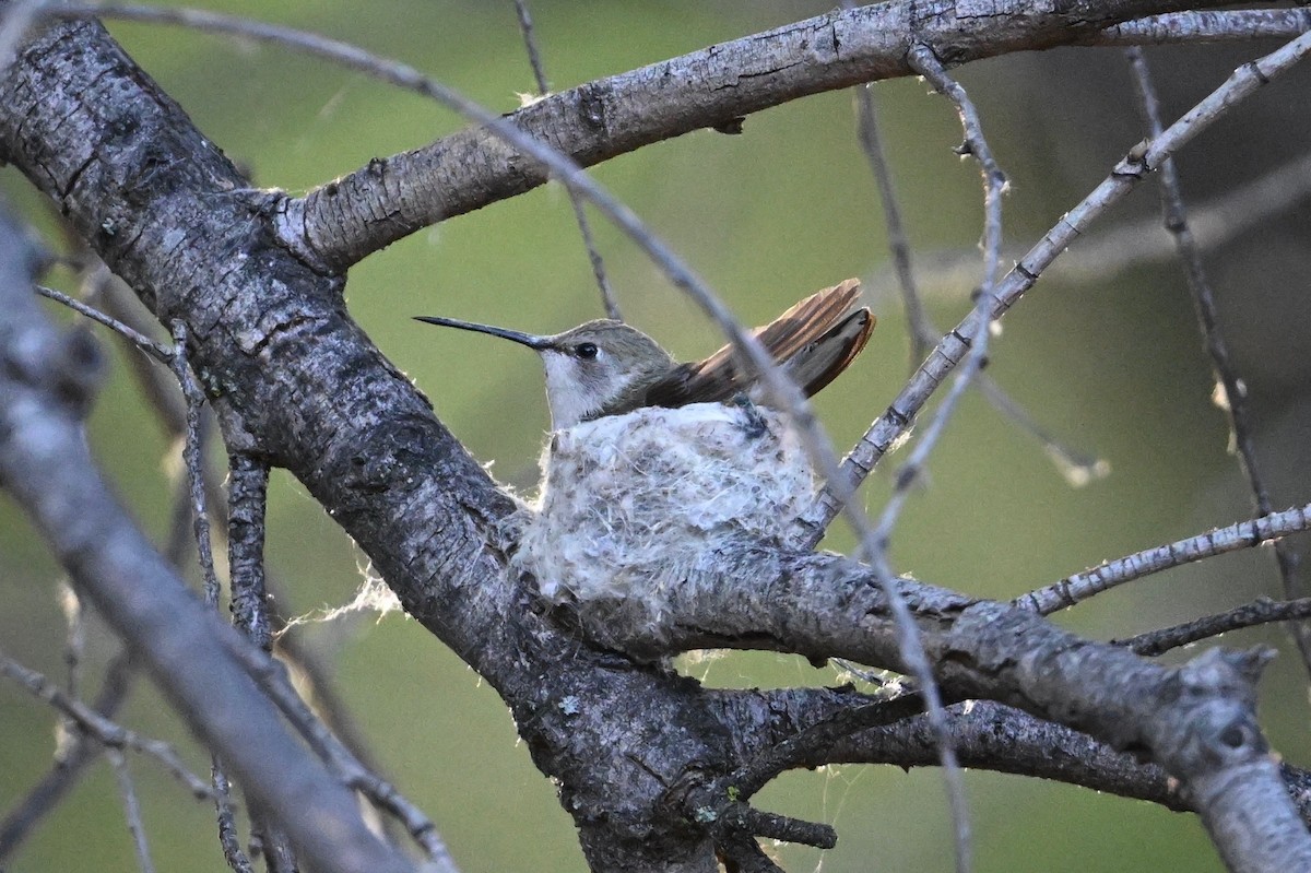 Каліпта аметистовоголова - ML620023887