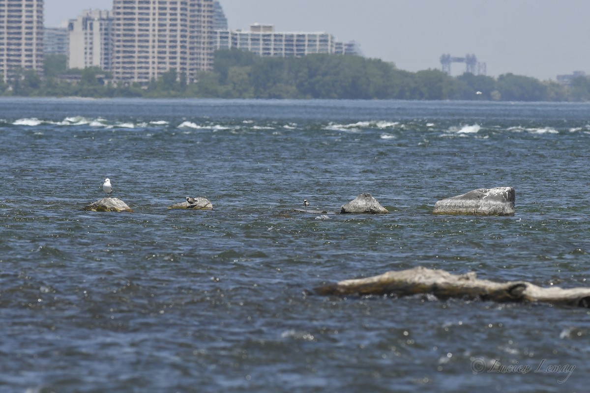 Black-bellied Plover - ML620023908