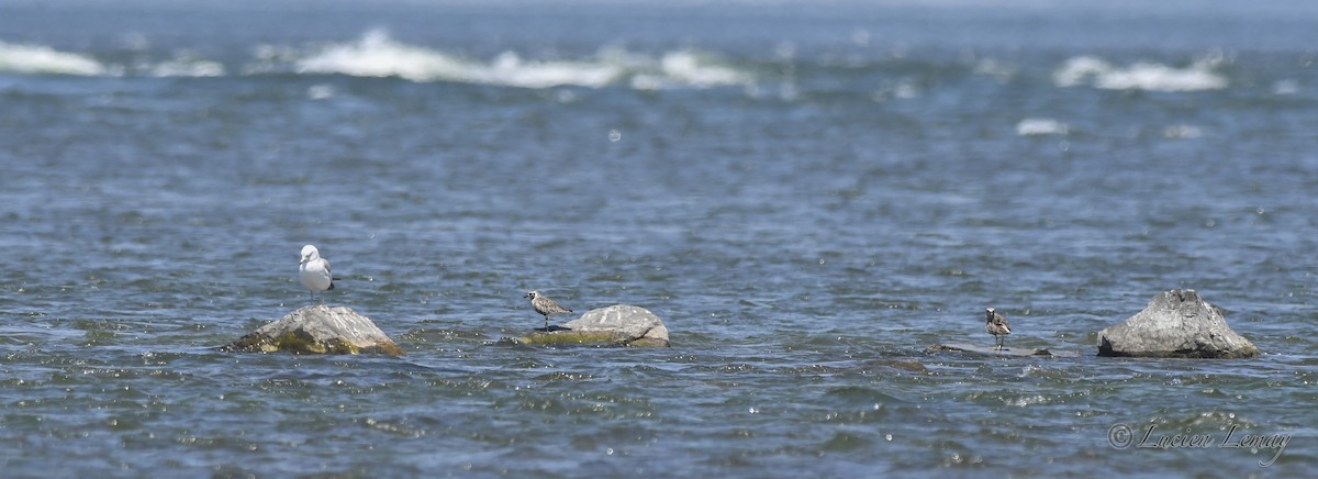 Black-bellied Plover - ML620023911