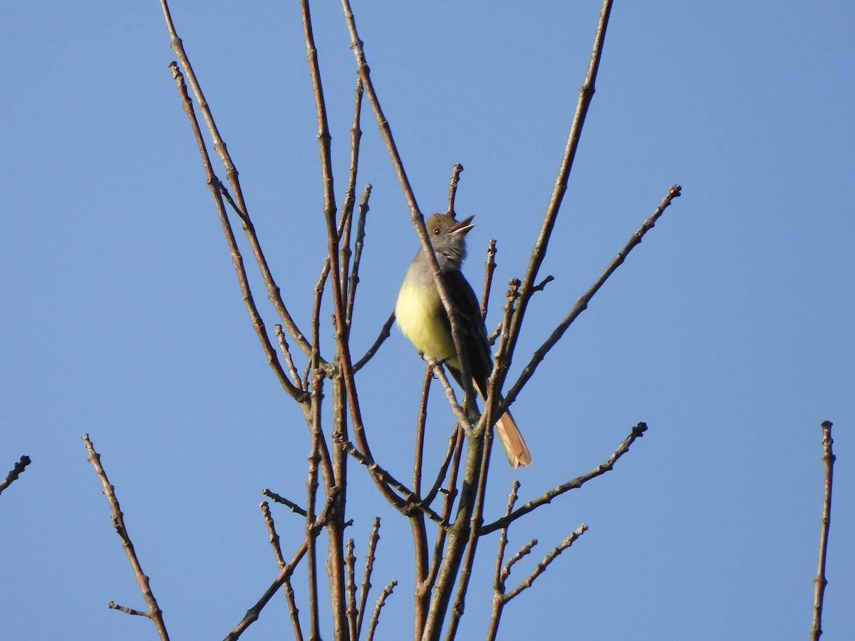 Great Crested Flycatcher - ML620023912