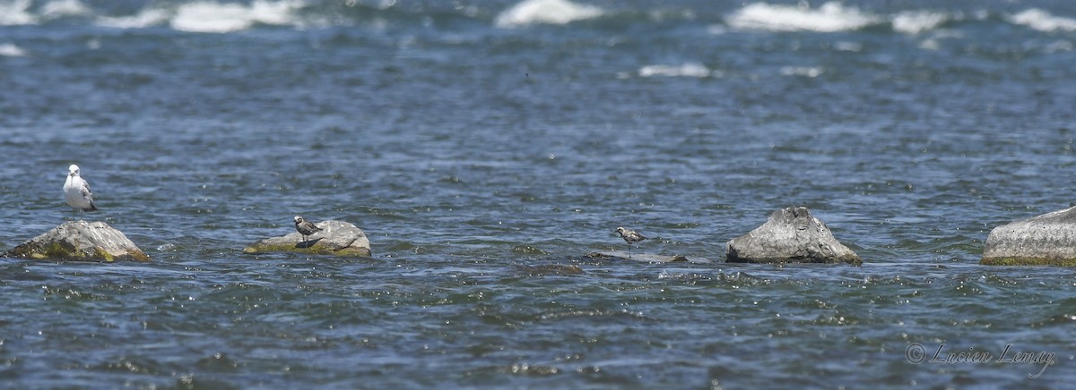 Black-bellied Plover - ML620023914