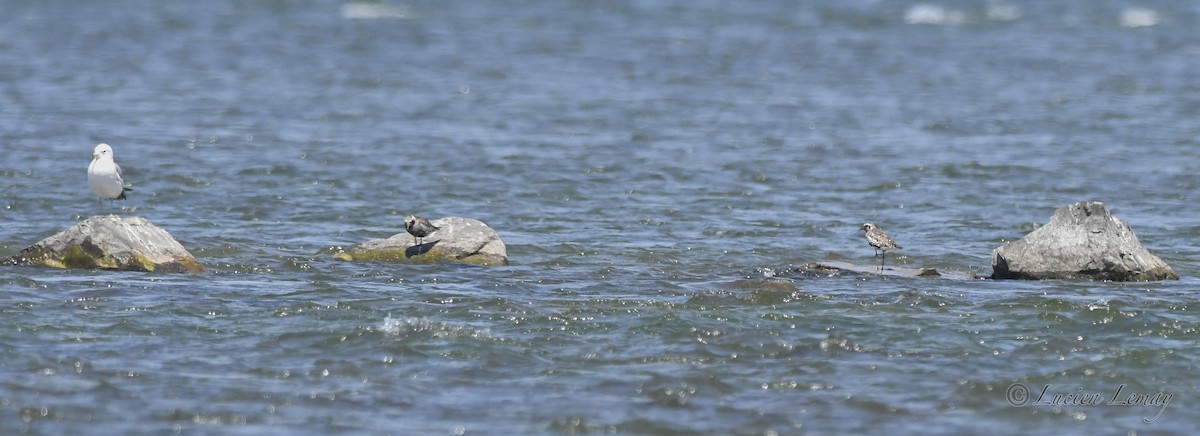 Black-bellied Plover - ML620023918