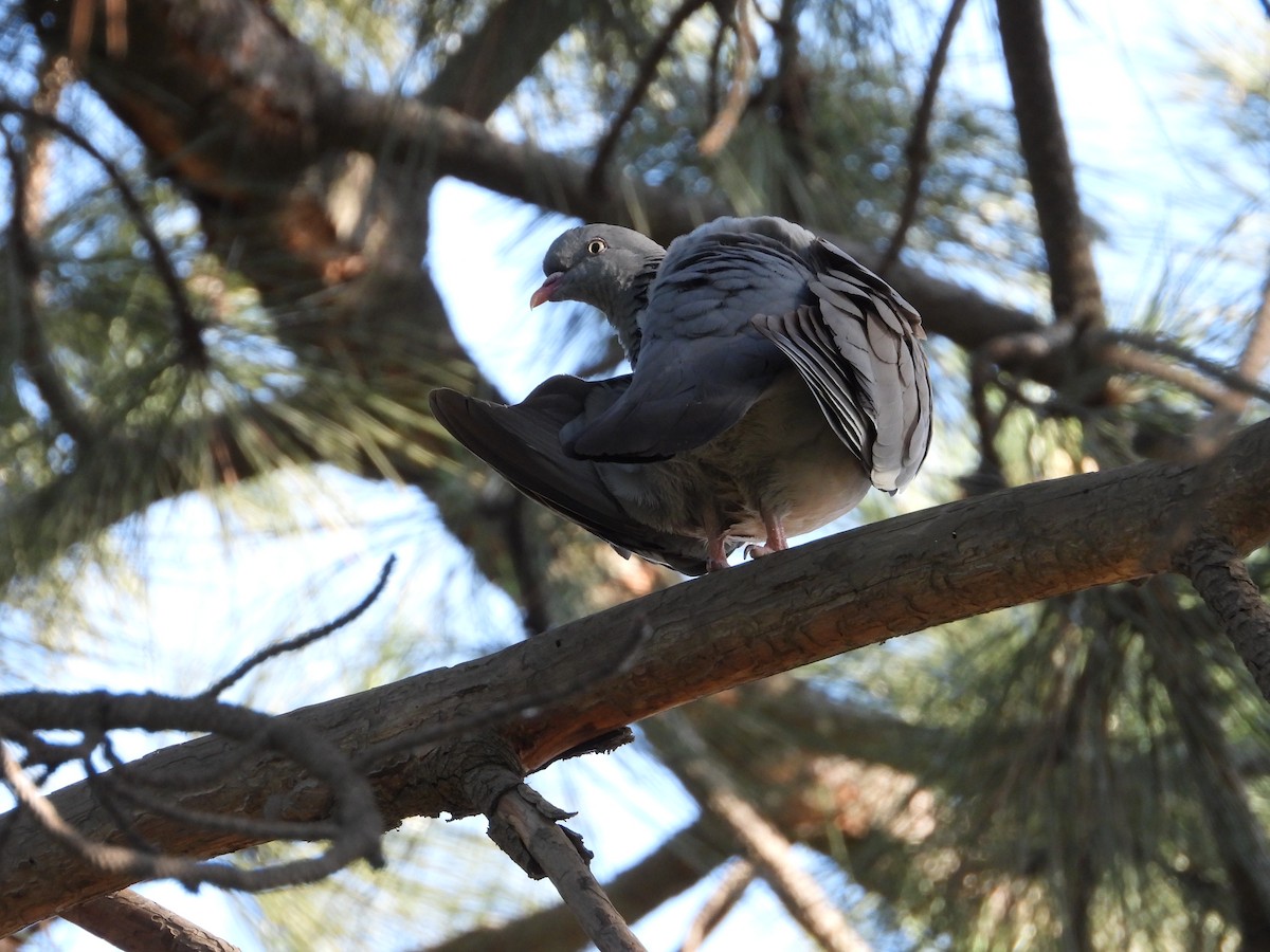 Common Wood-Pigeon - ML620023930