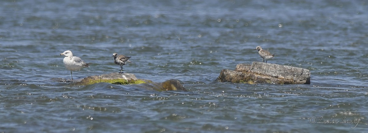 Black-bellied Plover - ML620023931