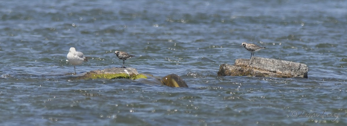 Black-bellied Plover - ML620023936