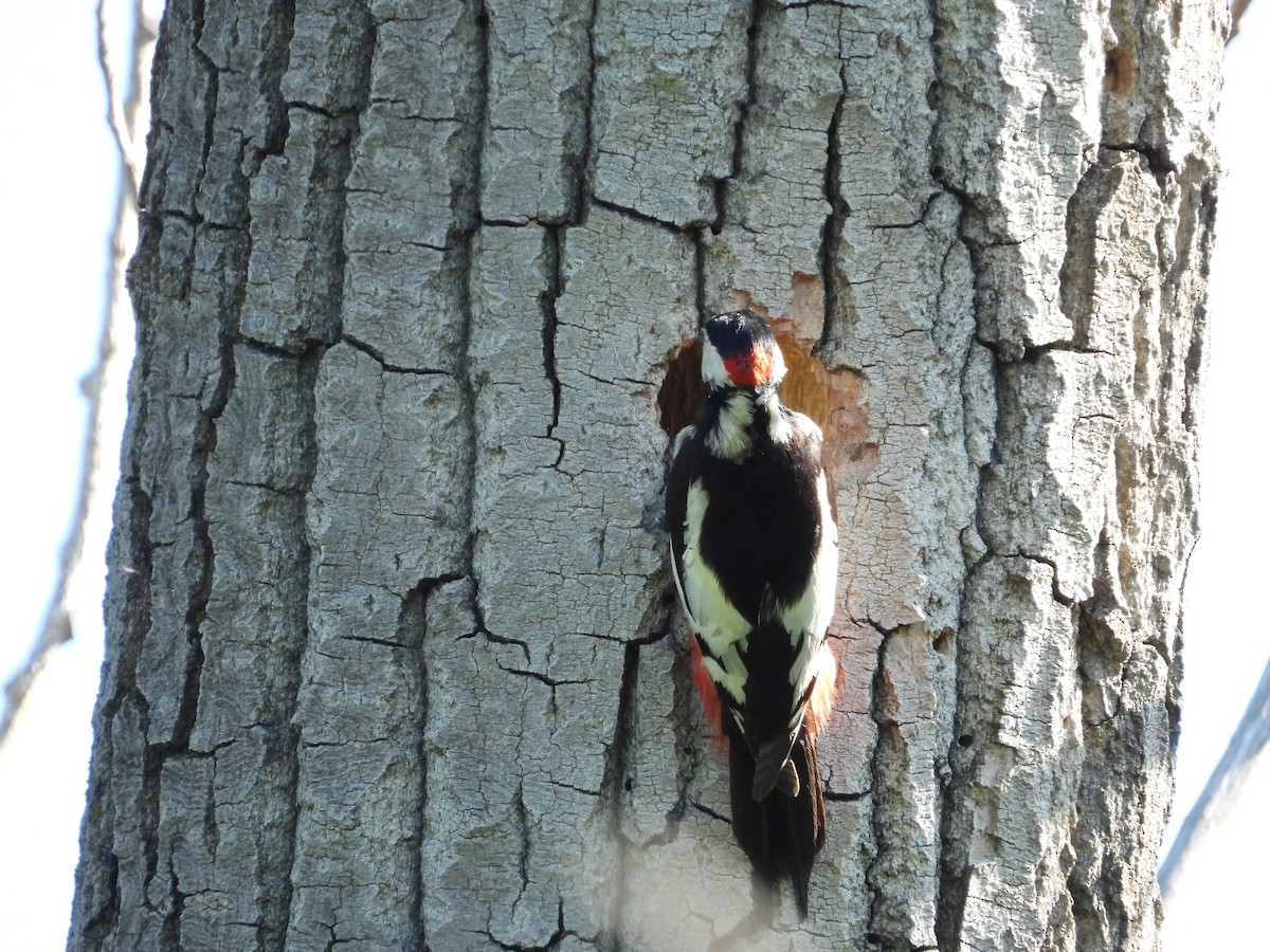 White-winged Woodpecker - ML620023939