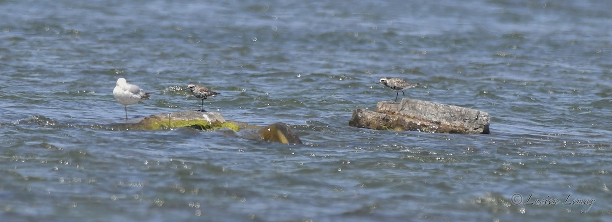 Black-bellied Plover - ML620023944