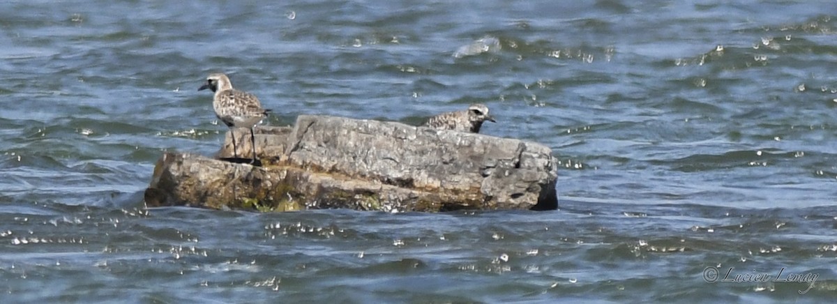 Black-bellied Plover - Lucien Lemay