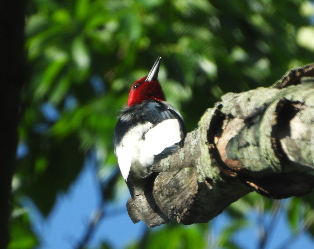 Red-headed Woodpecker - ML620023972