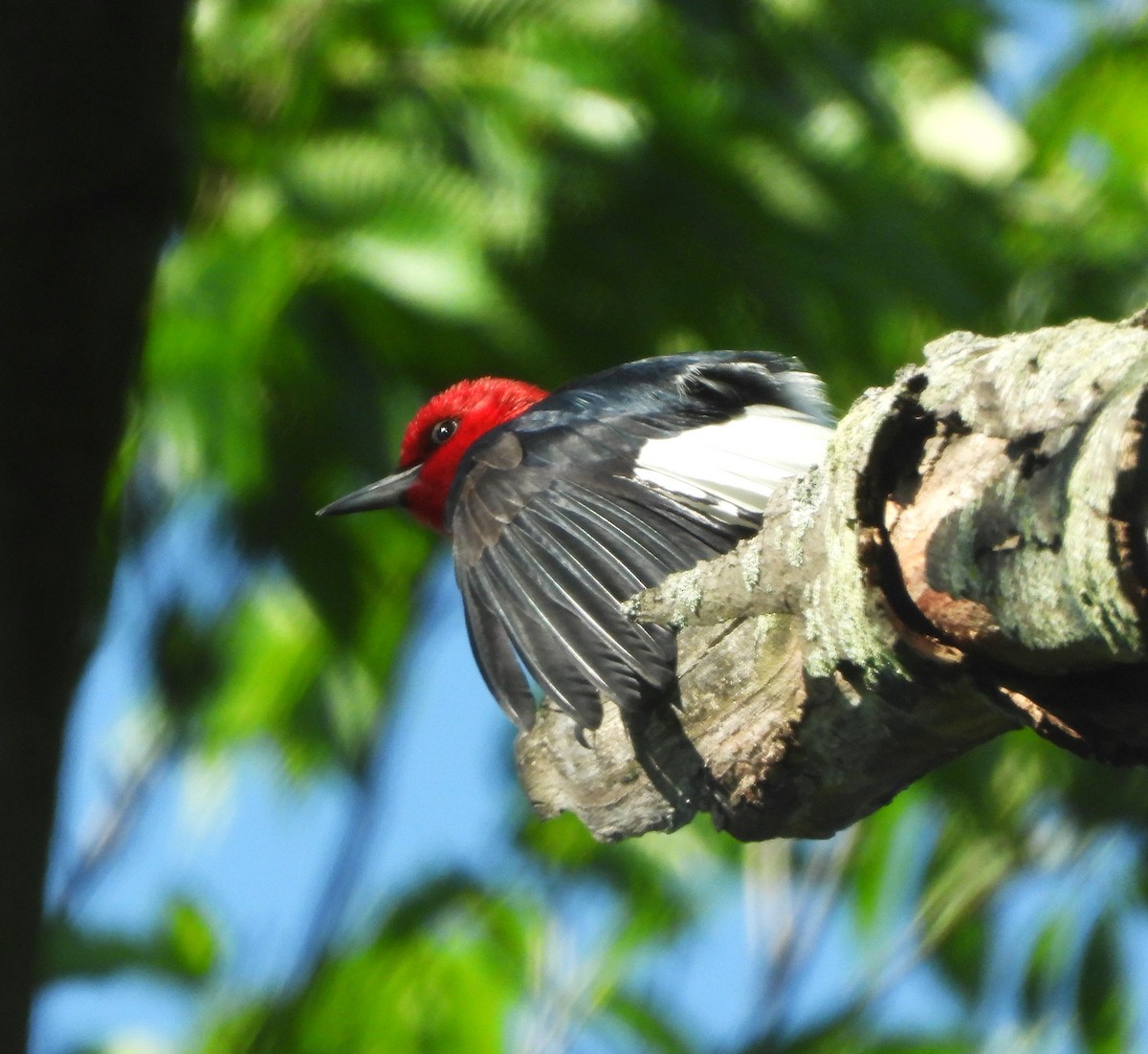 Red-headed Woodpecker - ML620023974