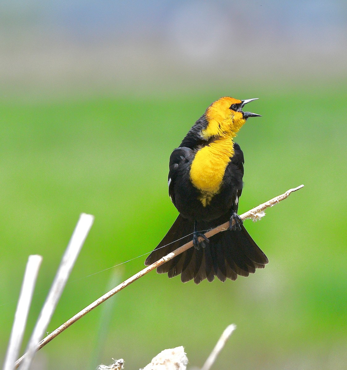 Yellow-headed Blackbird - ML620023976