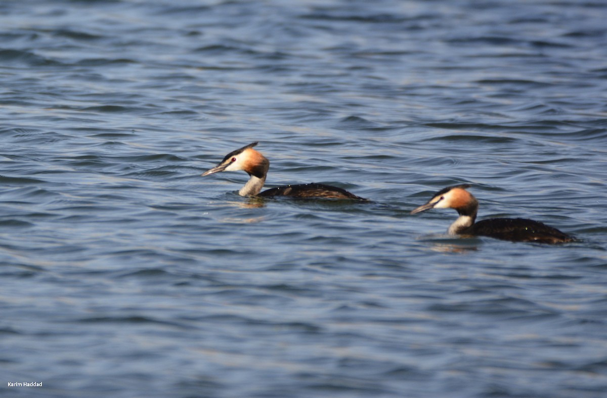 Great Crested Grebe - ML620023981