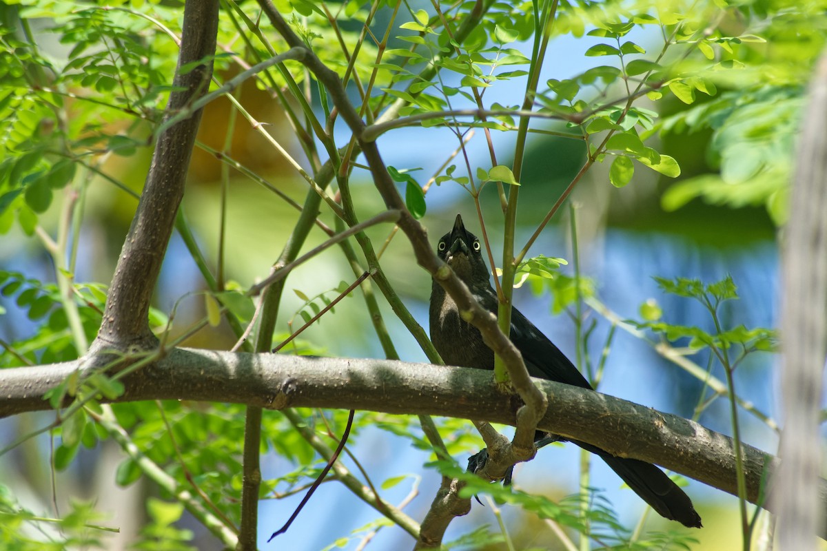 Great-tailed Grackle - ML620023993