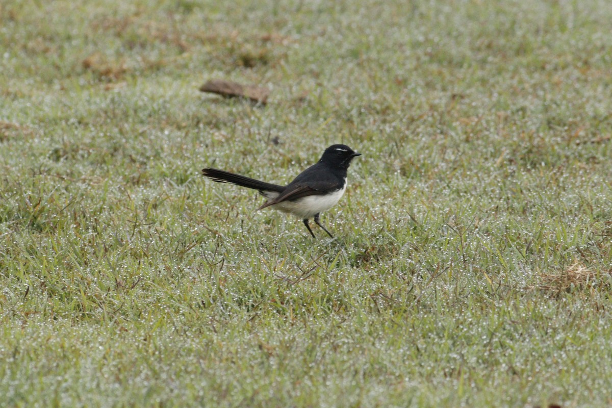 Willie-wagtail - ML620023997