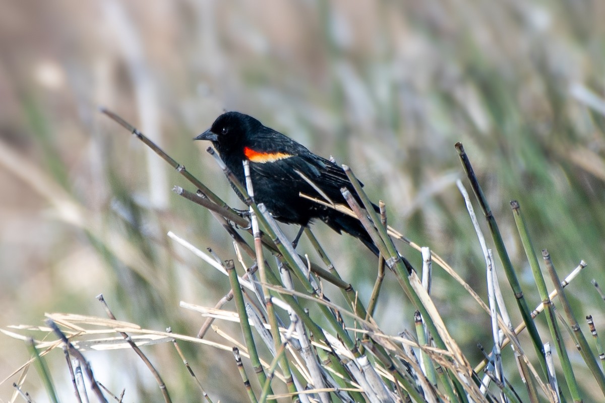 Red-winged Blackbird (Red-winged) - ML620024014