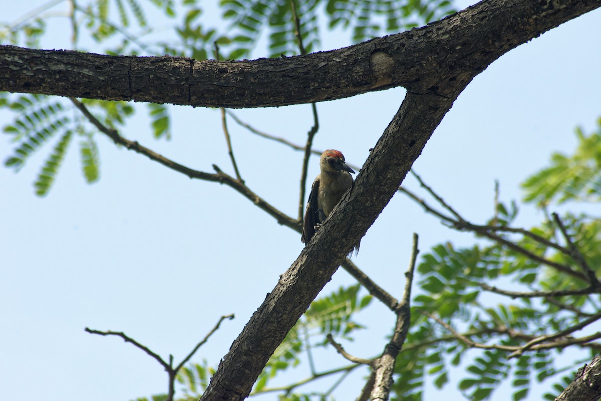 Red-crowned Woodpecker - ML620024016