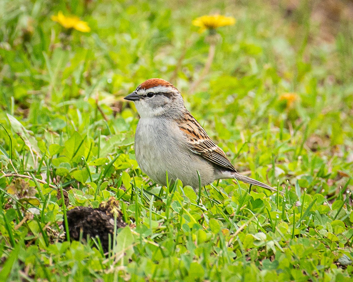 Chipping Sparrow - ML620024017