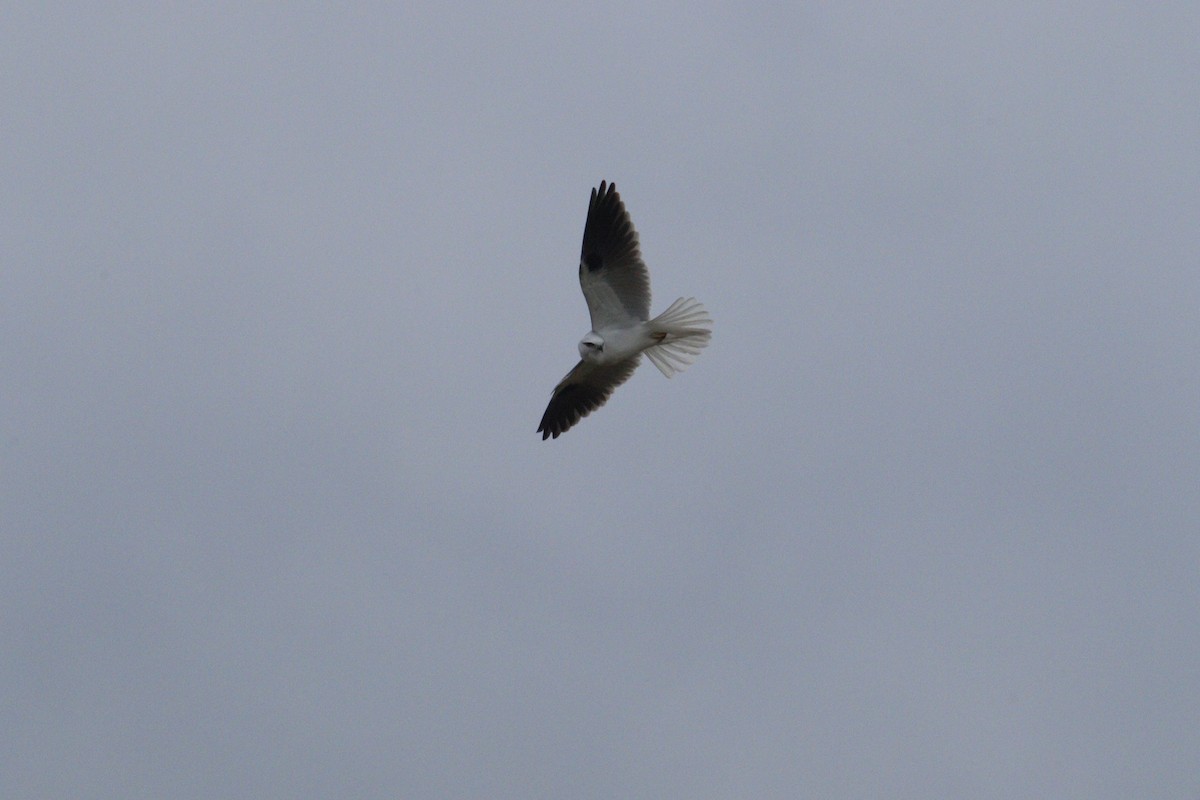 Black-shouldered Kite - ML620024021