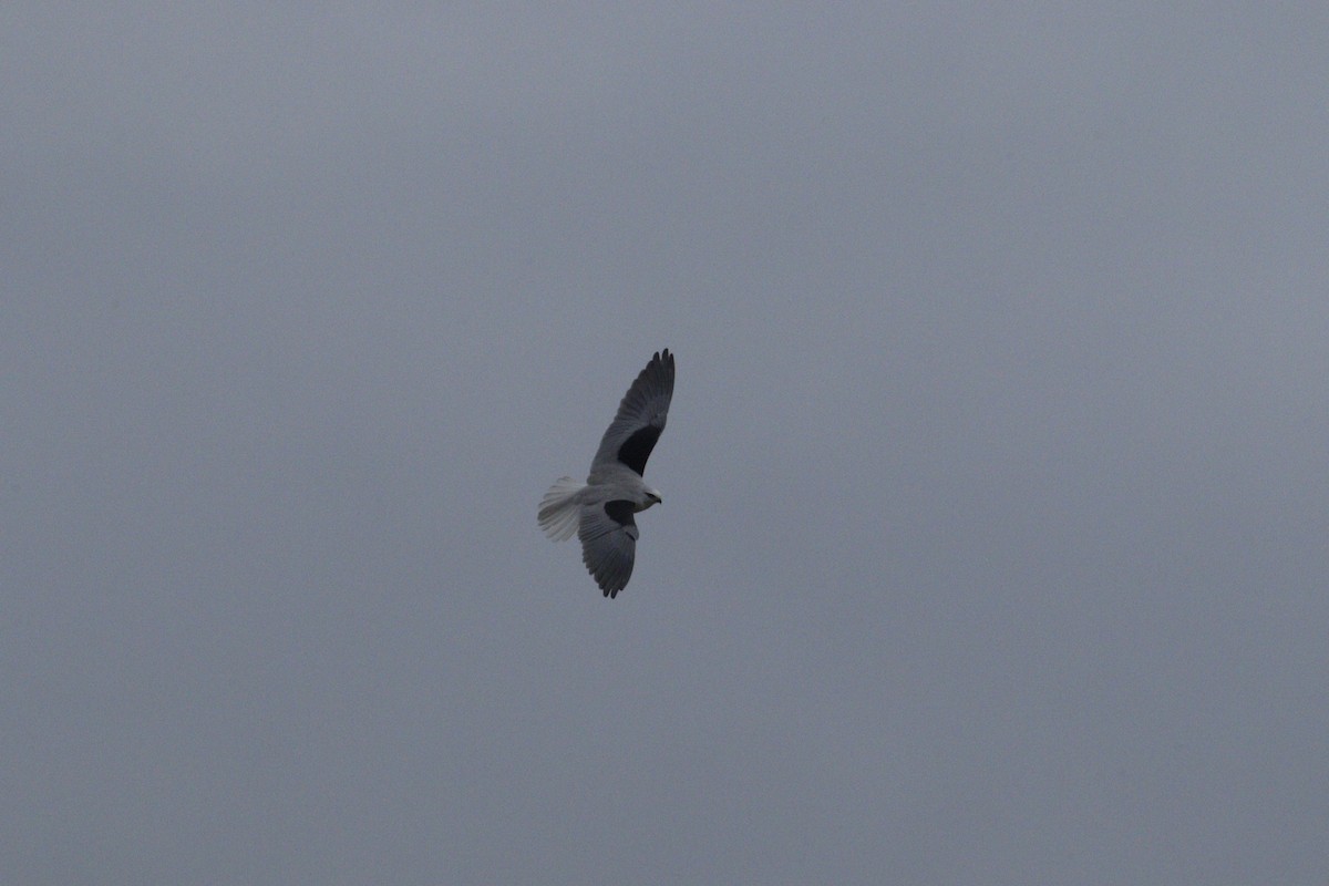 Black-shouldered Kite - ML620024022