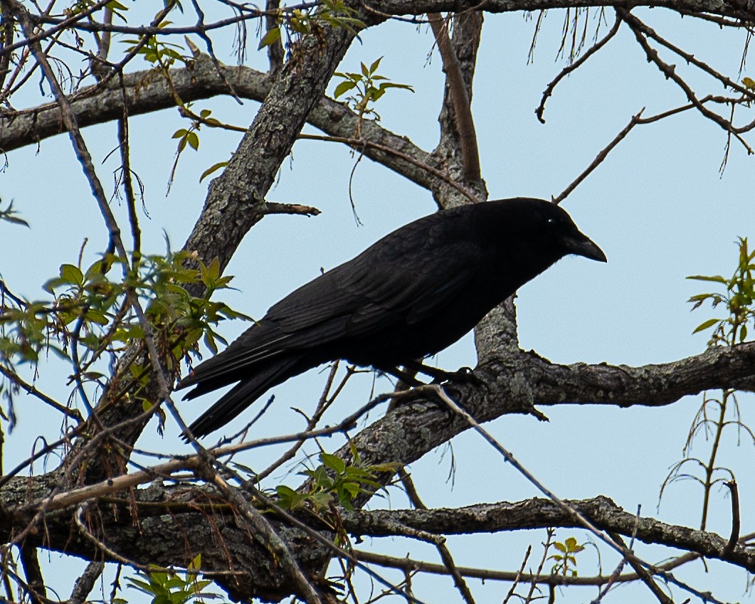 American Crow - ML620024028