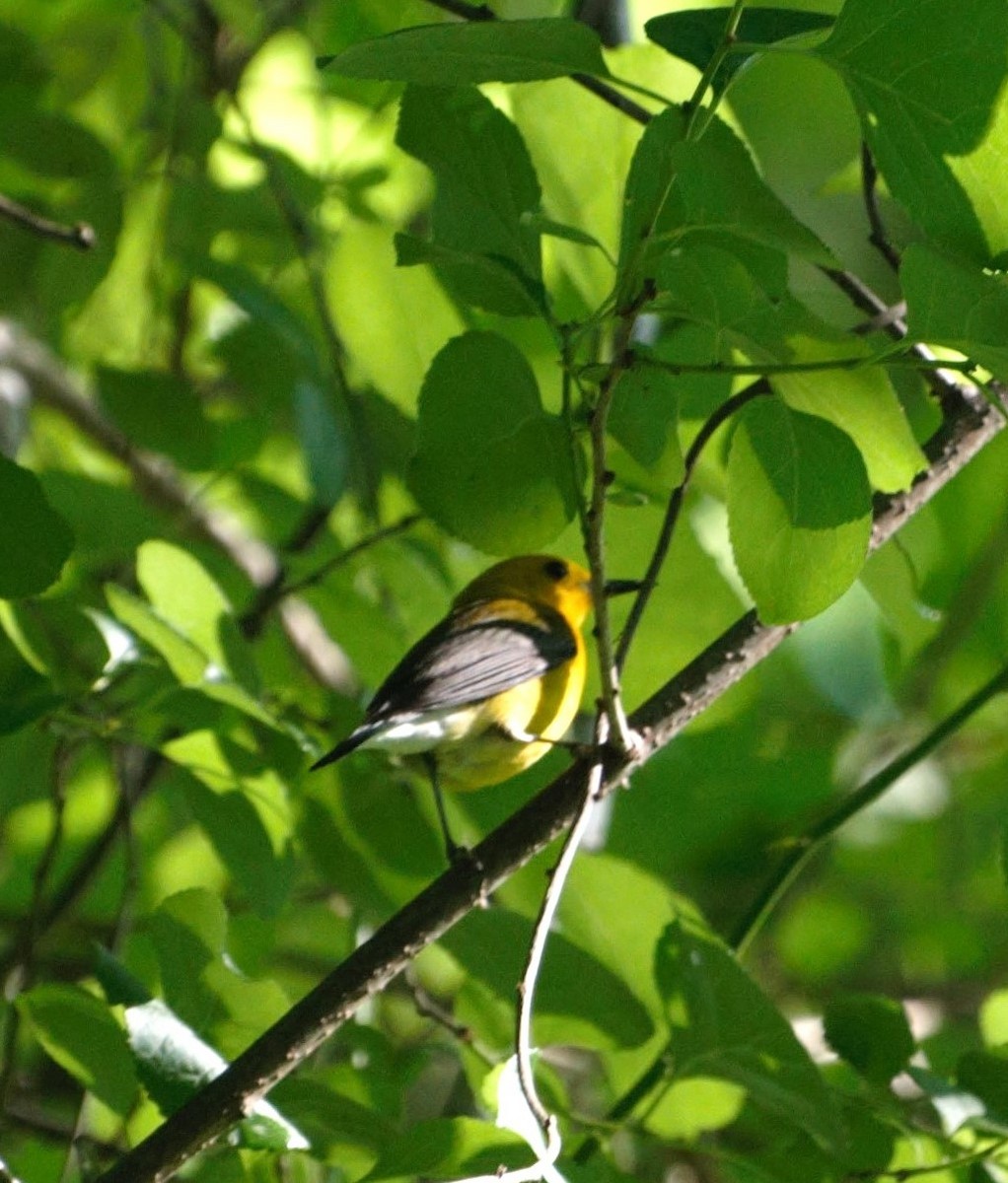 Prothonotary Warbler - ML620024064