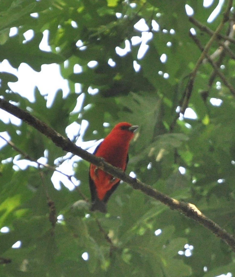 Scarlet Tanager - ML620024076