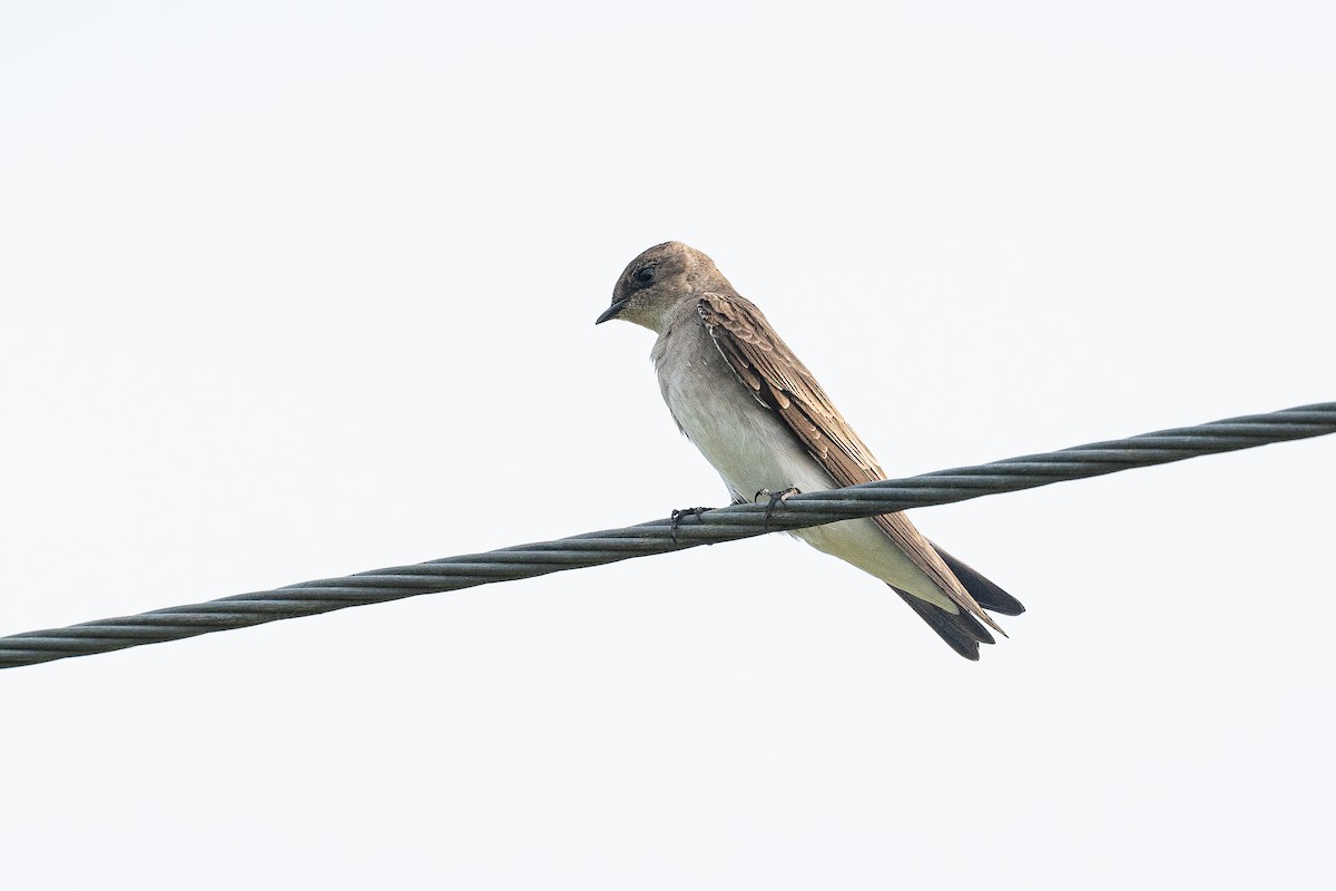 Northern Rough-winged Swallow (Ridgway's) - ML620024079