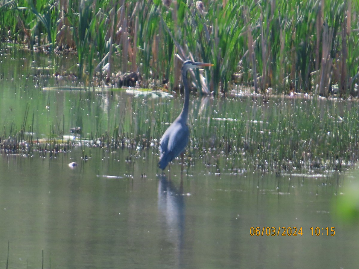 Great Blue Heron - ML620024090