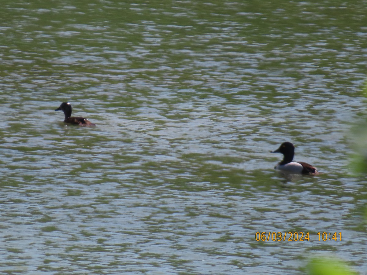 Ring-necked Duck - ML620024124