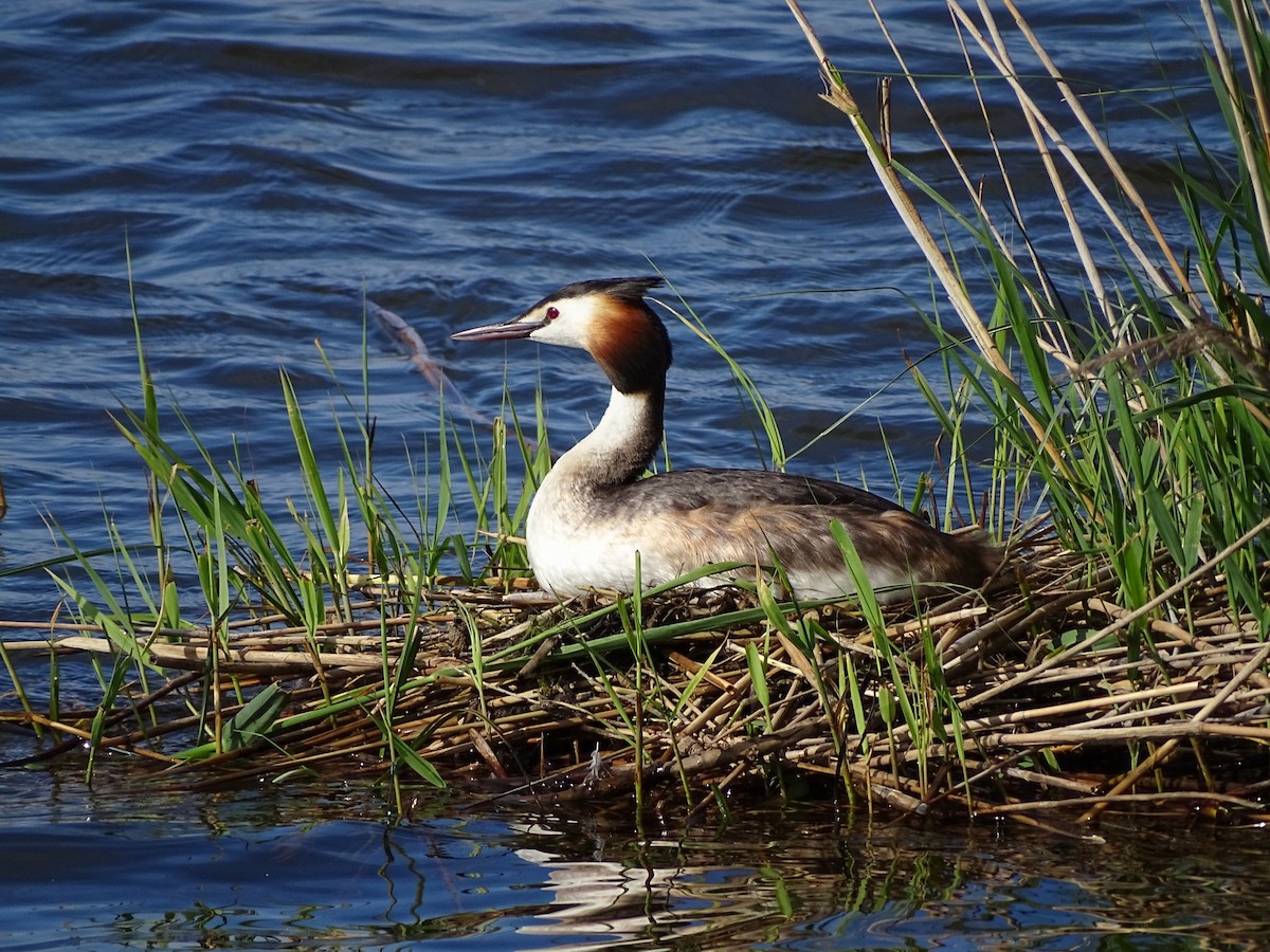 Great Crested Grebe - ML620024135