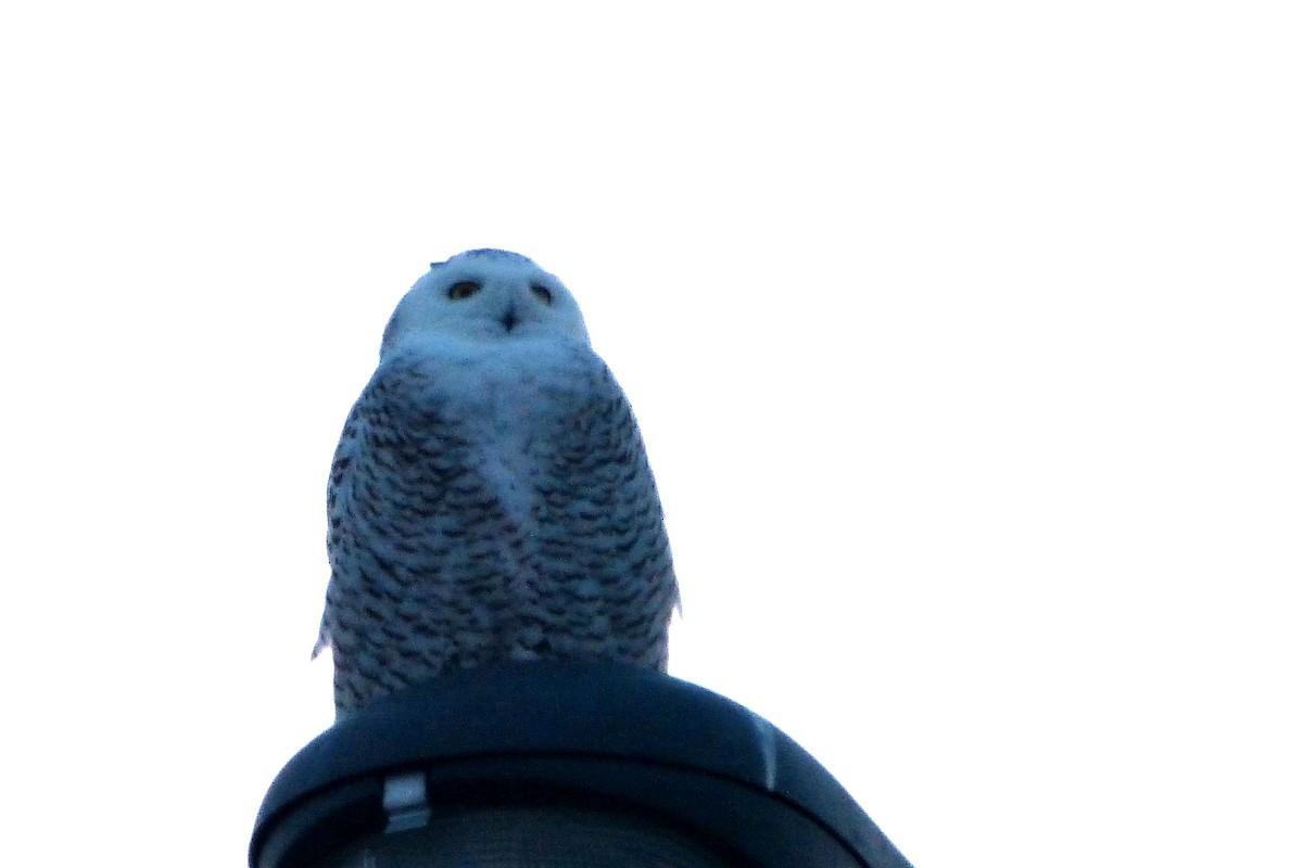 Snowy Owl - ML620024136