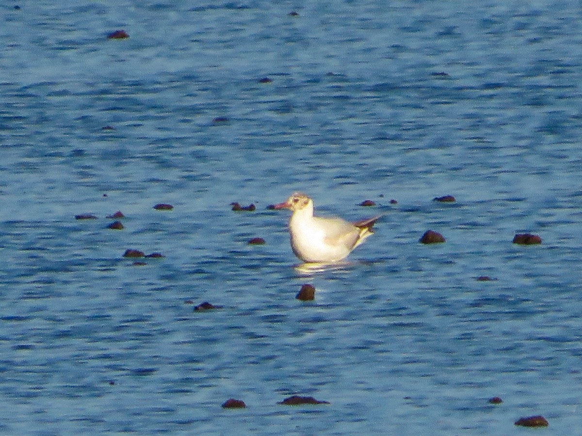 Black-headed Gull - ML620024161