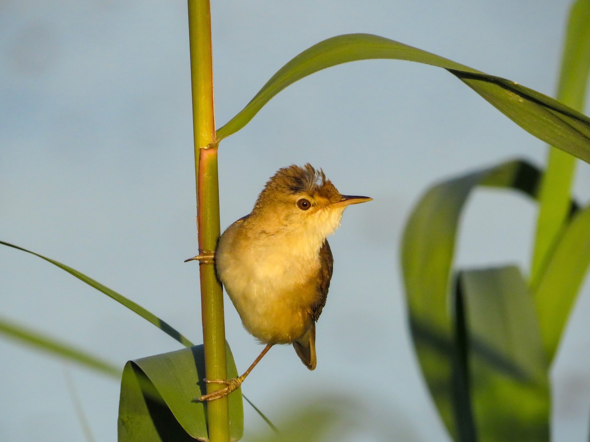 Common Reed Warbler - ML620024166