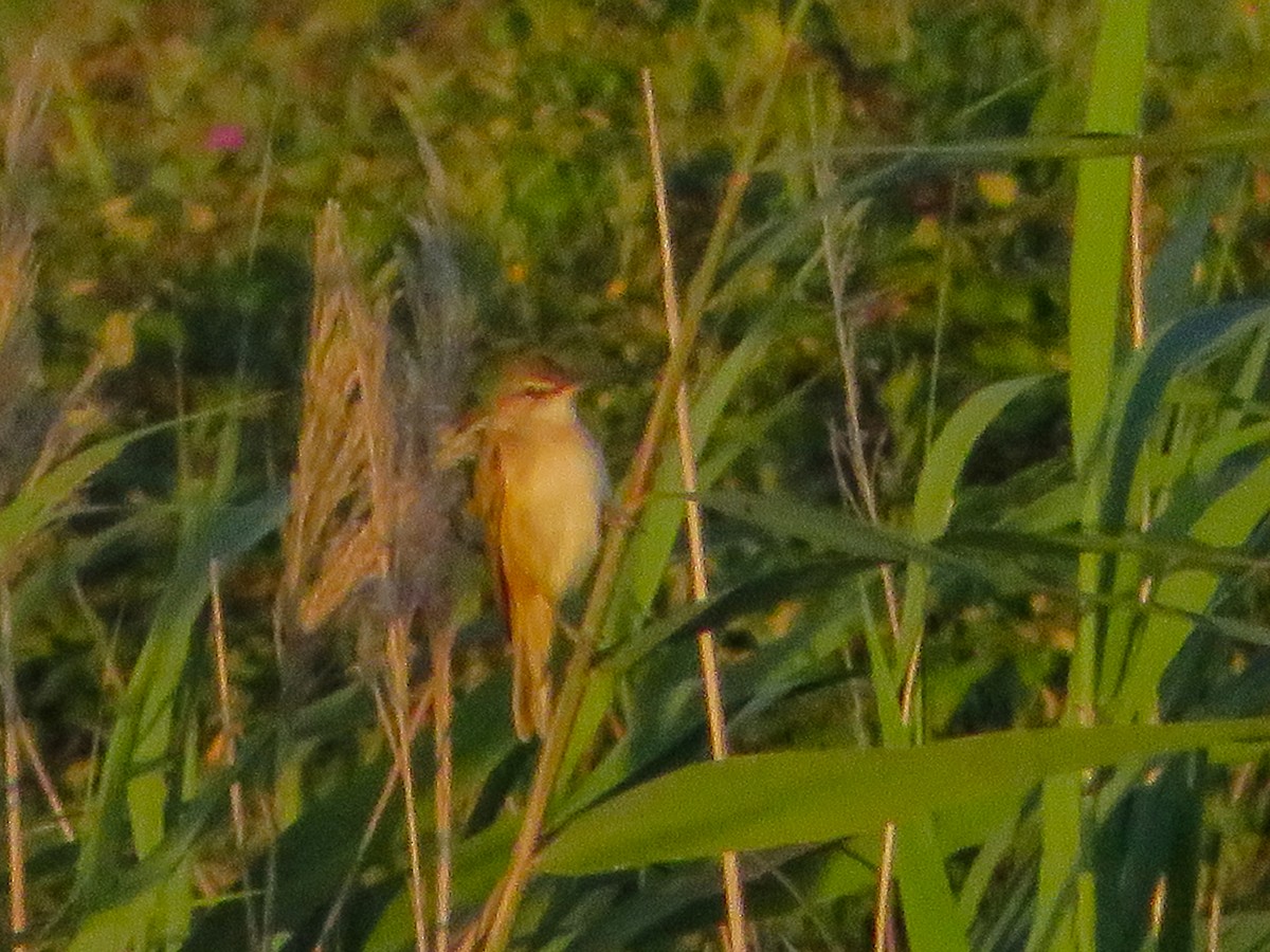 Great Reed Warbler - ML620024170