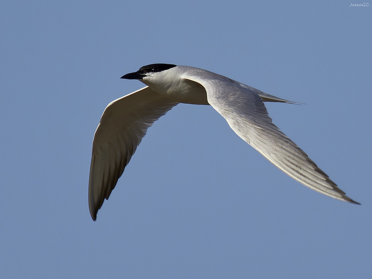 Gull-billed Tern - ML620024171