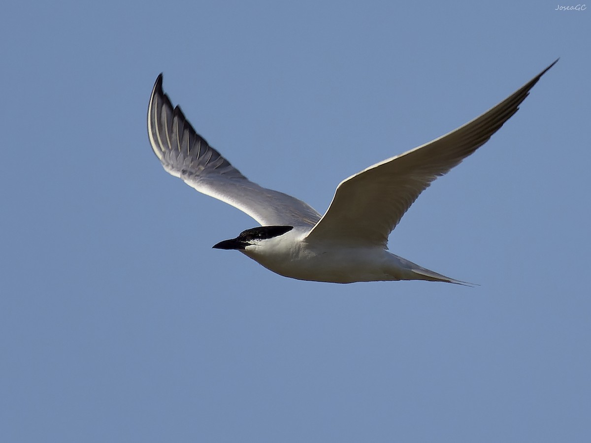 Gull-billed Tern - ML620024172