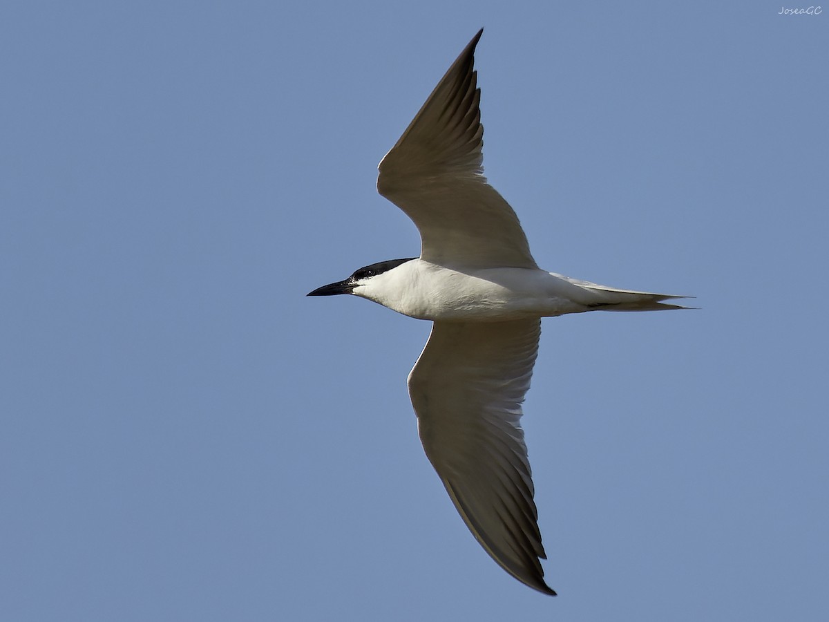 Gull-billed Tern - ML620024173