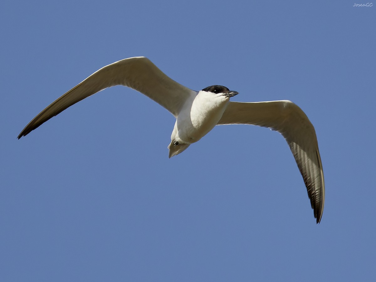 Gull-billed Tern - ML620024174