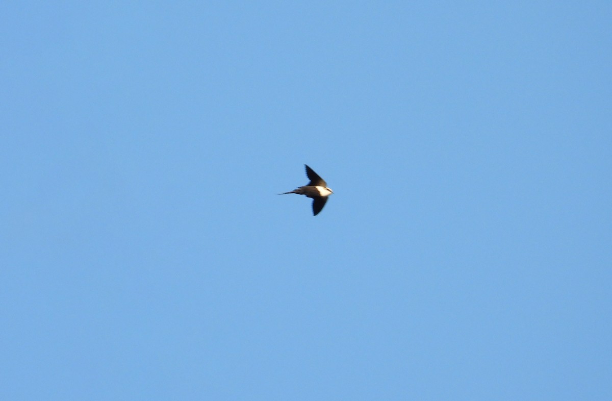 White-backed Swallow - ML620024183