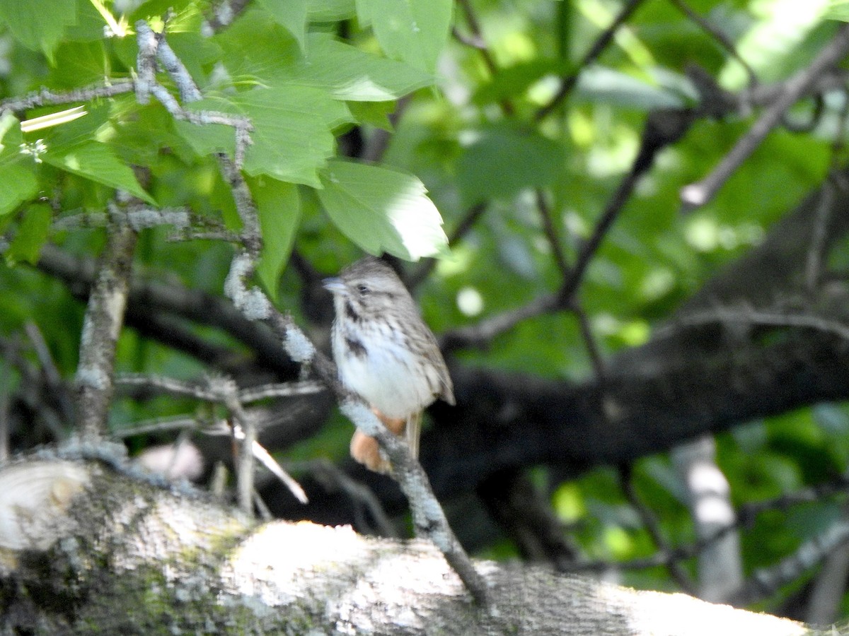 Song Sparrow - ML620024186