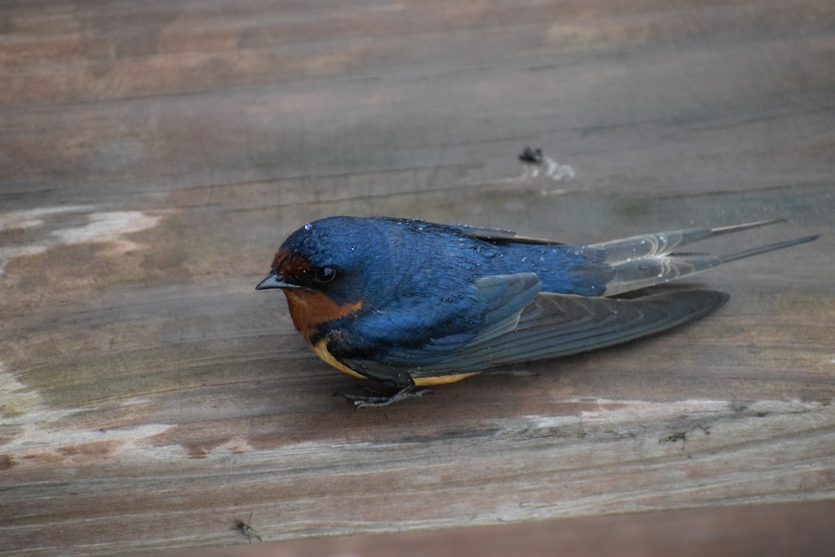 Barn Swallow - ML620024194