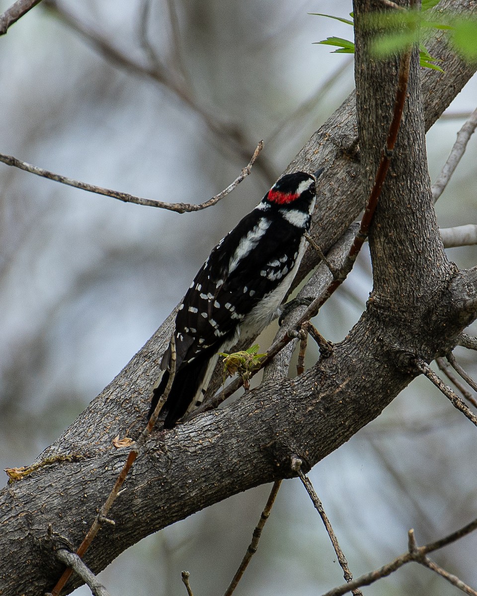 Downy Woodpecker - ML620024195