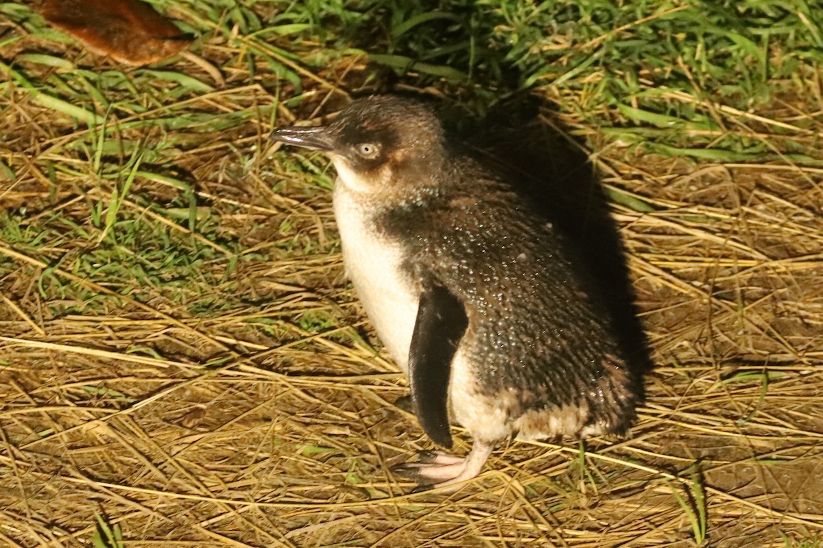 Малый пингвин - ML620024197